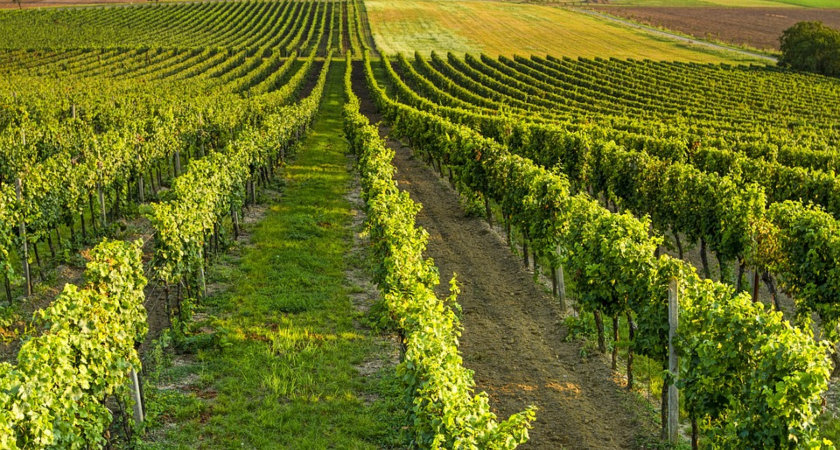vinné stromky wine trees