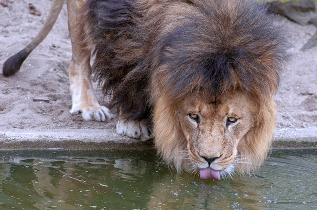 Afrika, lev u napajedla