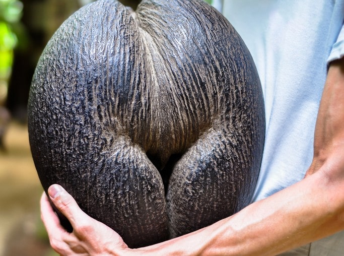 Cococ de Mer ženský kokosový ořech symbol Seychelských ostrovů