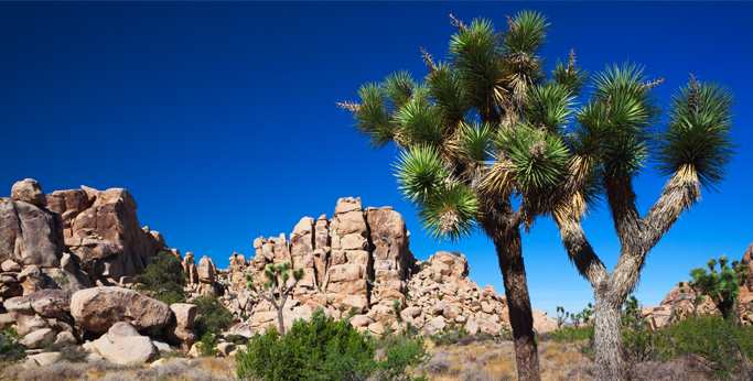 Národní park Joshua Tree